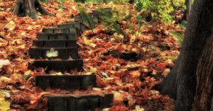 Fall foliage | 495 Chrysler Jeep Dodge Ram