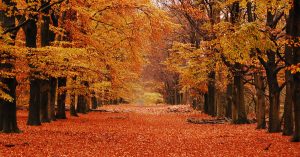 Fall foliage | 495 CJDR in Lowell, MA