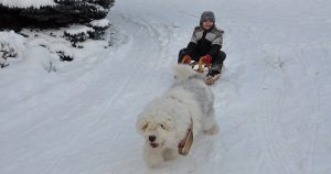 Sledding in the snow | 495 CJDR in Lowell, MA