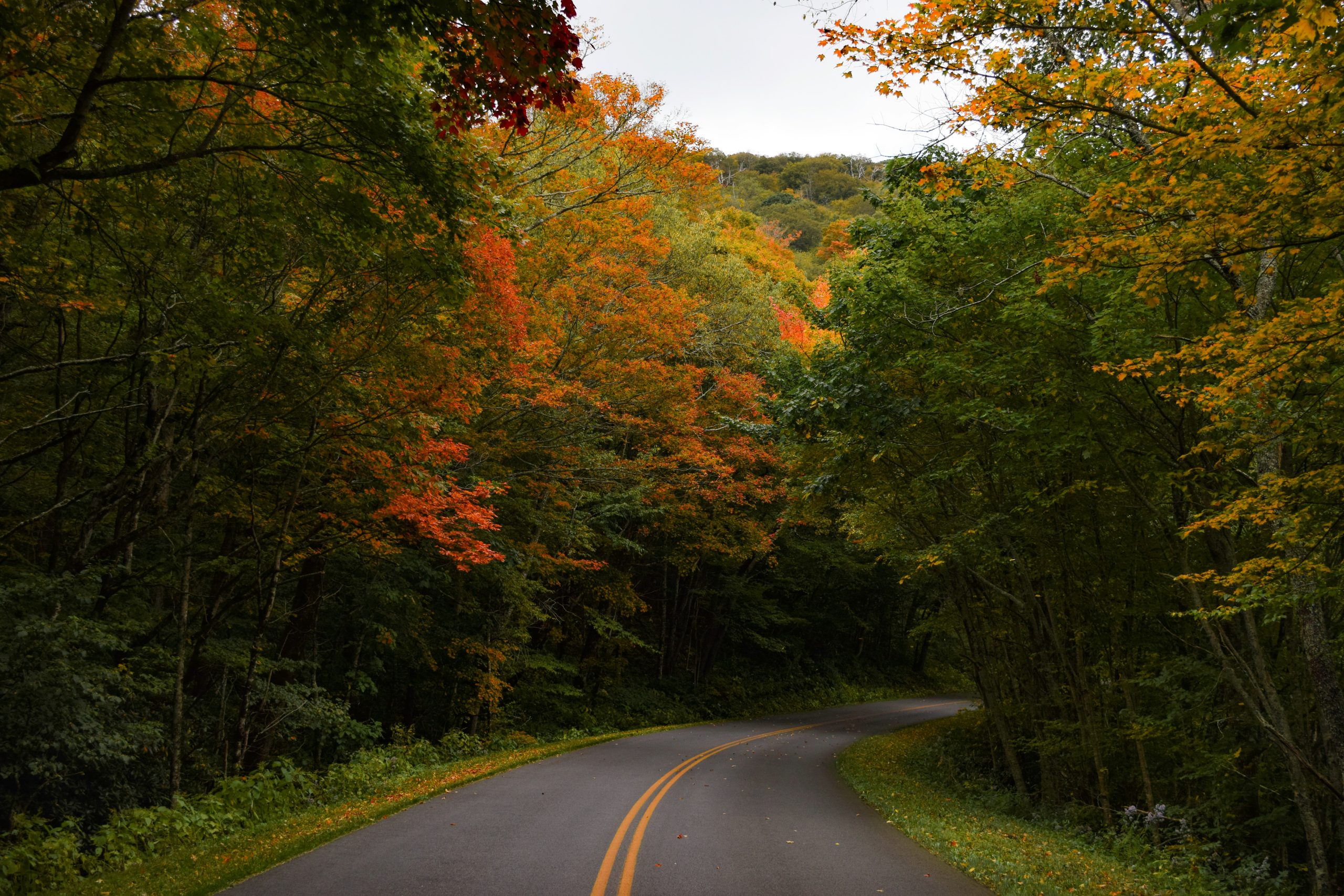 Winding road surrounded by trees with changing leaves